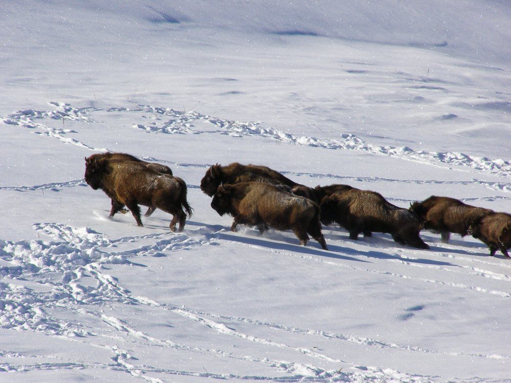 Кавказский биосферный заповедник. Зубры