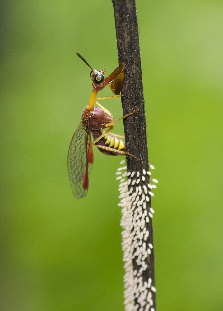 Mantisfly laying eggs