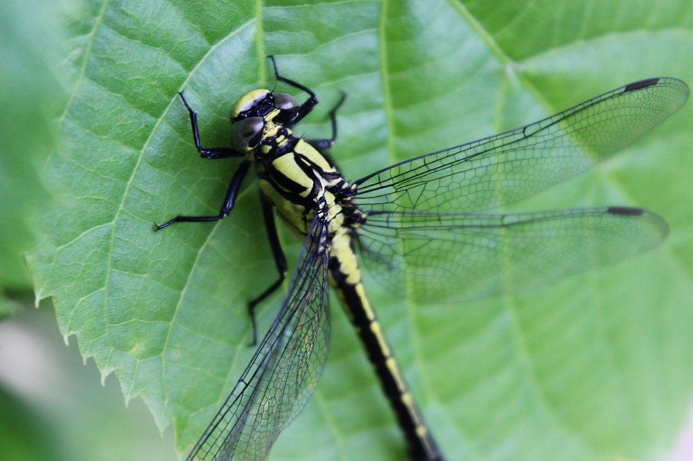 Photograph by Котя