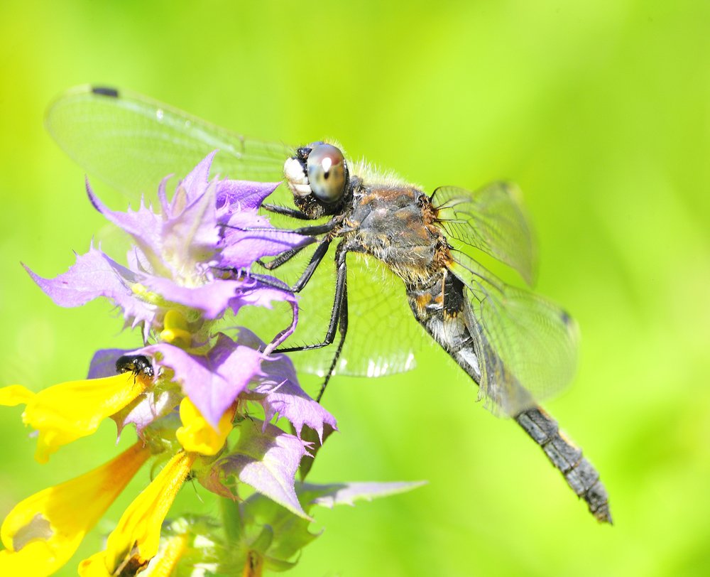 Лето красное пропела