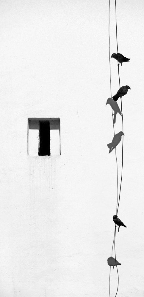 Птички на проводе