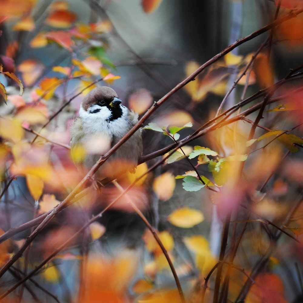 Городской житель