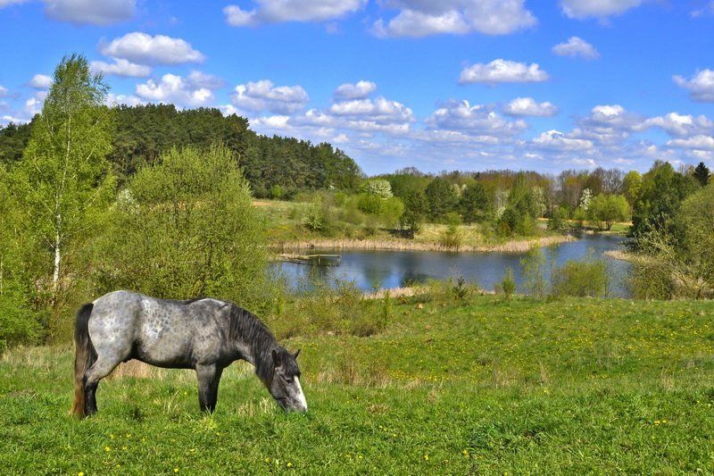 Елена Китаева, Belarus