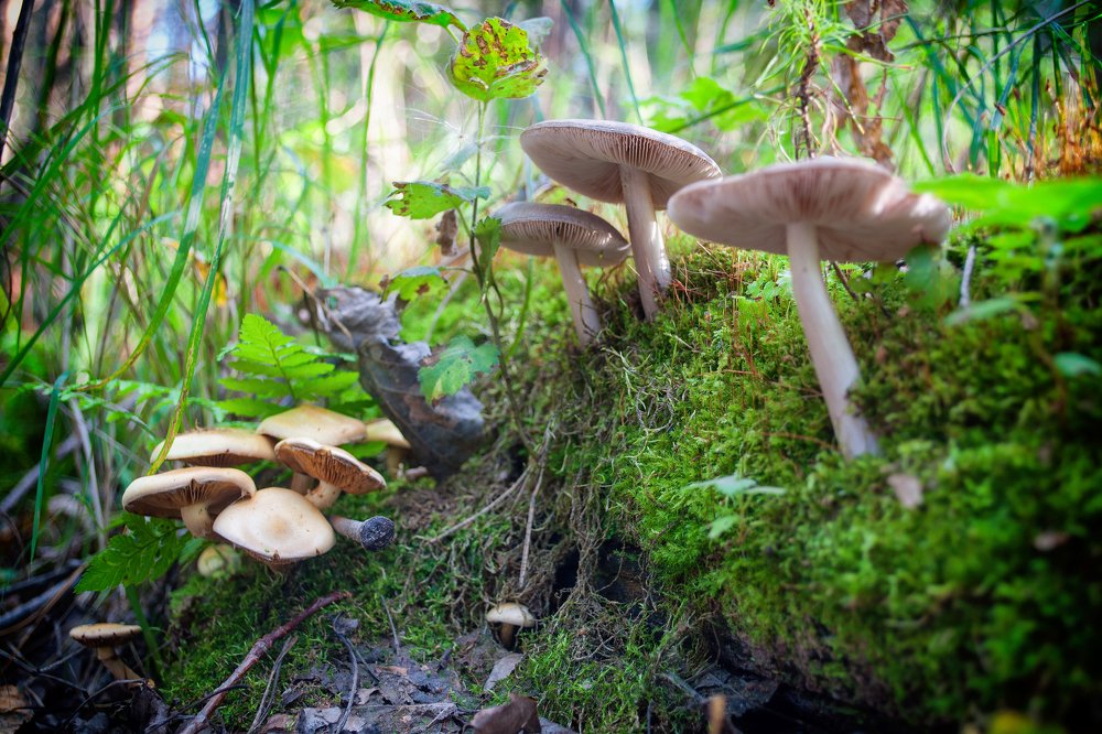 По следам Алисы в Стране Чудес
