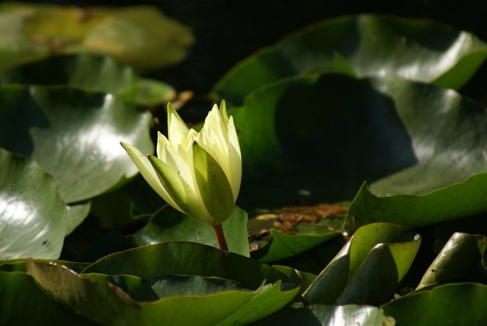 Источник света