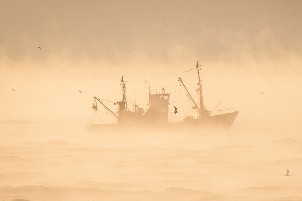 Рыбак и чайки