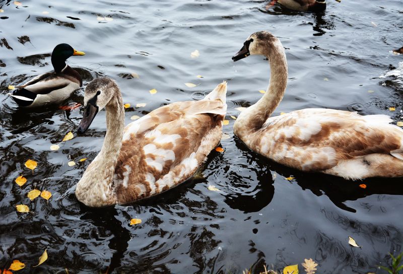 Алиса, Lithuania