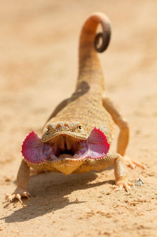 Stanislav Shinkarenko, Russia