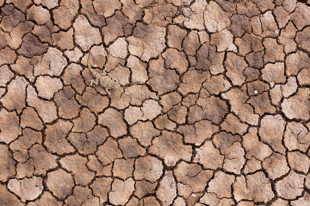 Среди такыров