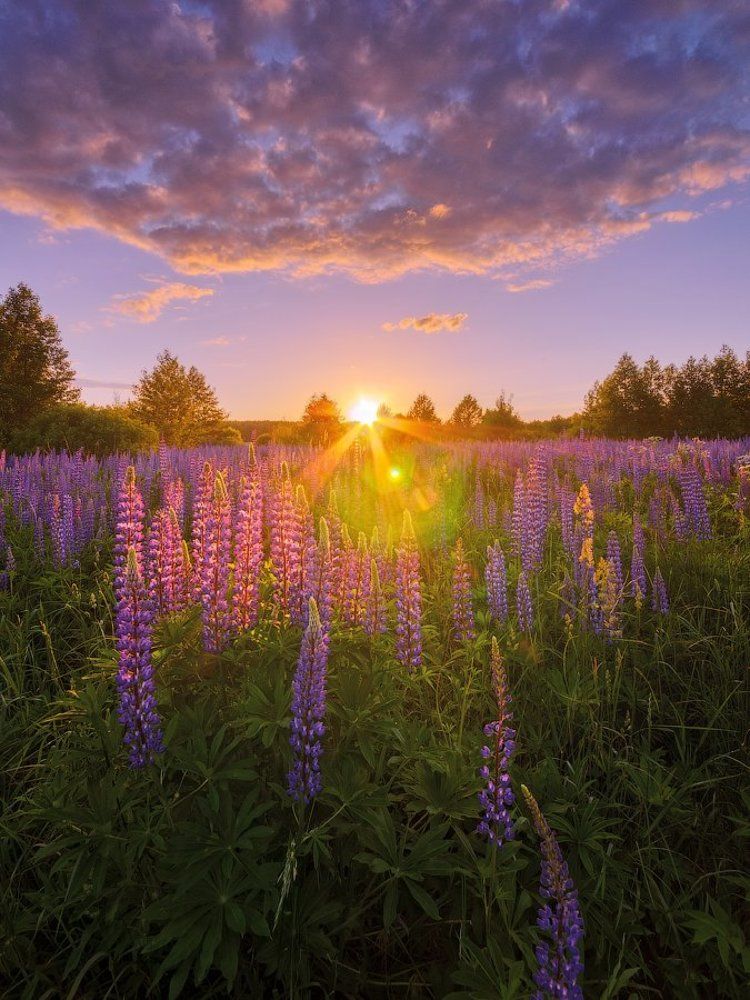 В вечерних лучах