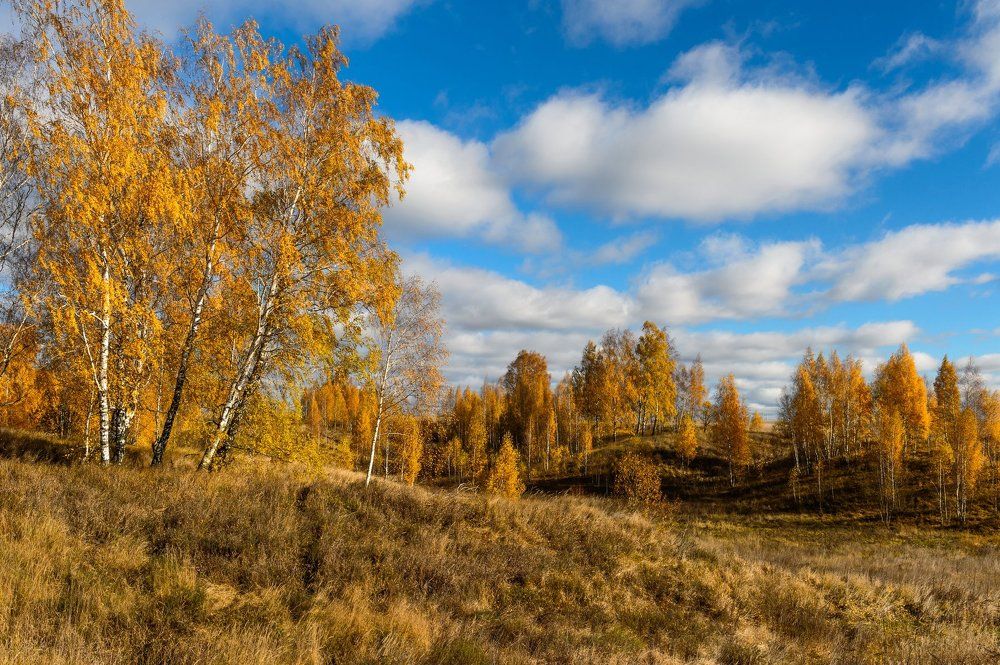 В золоте берез