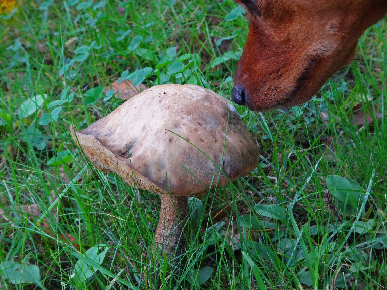 Любимая дача