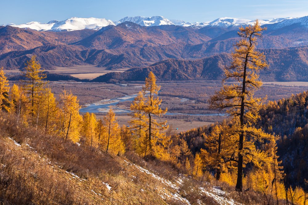 Золотая осень на Алтае