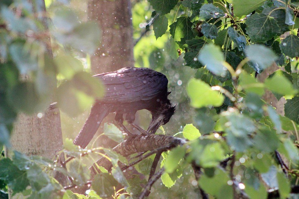 Дождливое лето