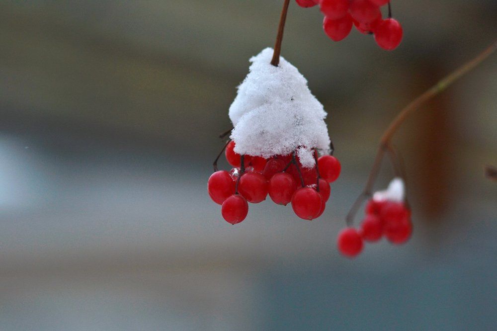 Калина под сливками