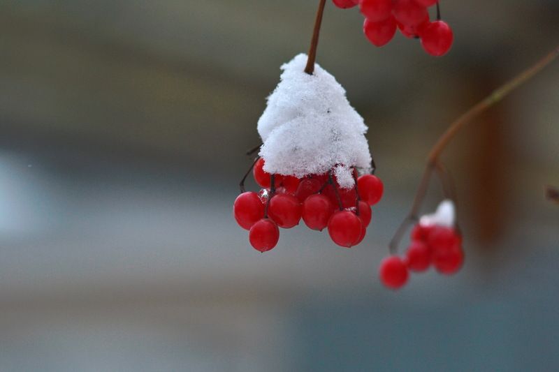 Аэлита, Russia