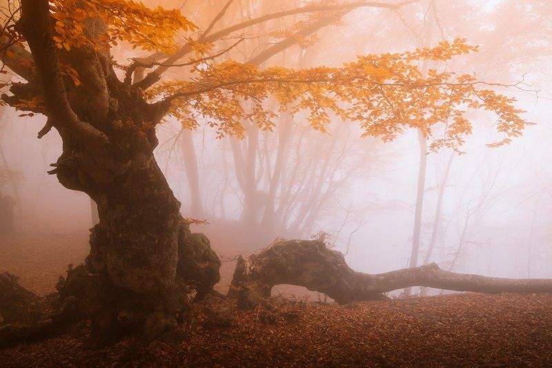 Bruno Tomski, Ukraine