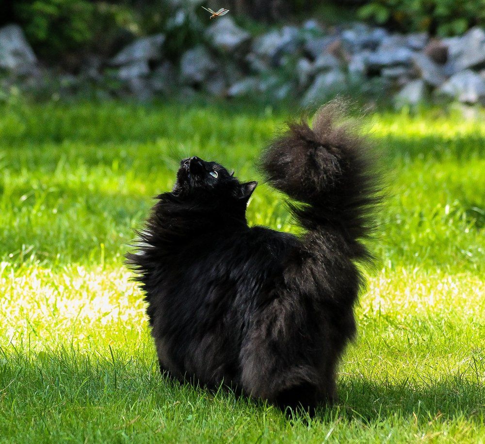 Кто это тут летает?...