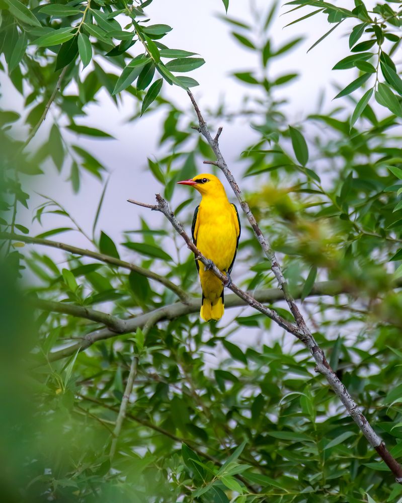 Photograph by HASSAN ROKNI