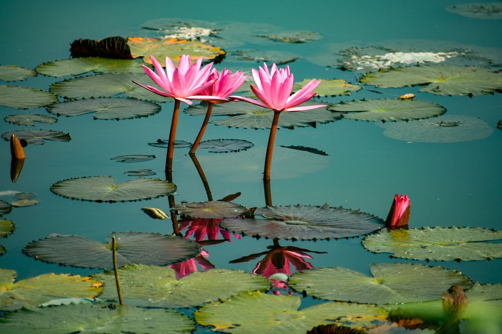 Landscape - Trio Lotus