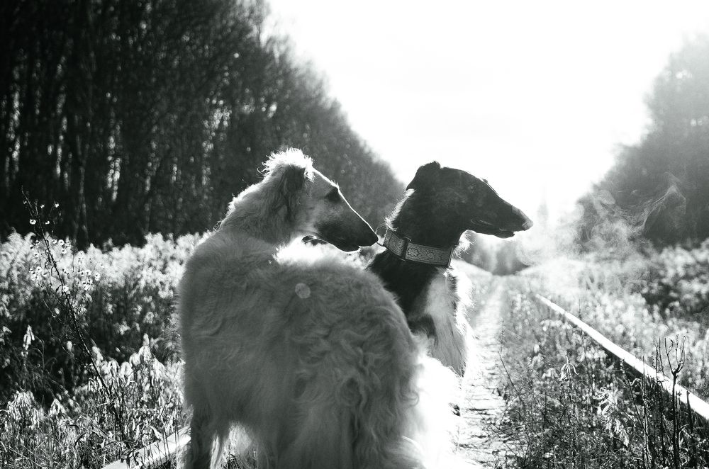 Photograph by Виолетта Бастет