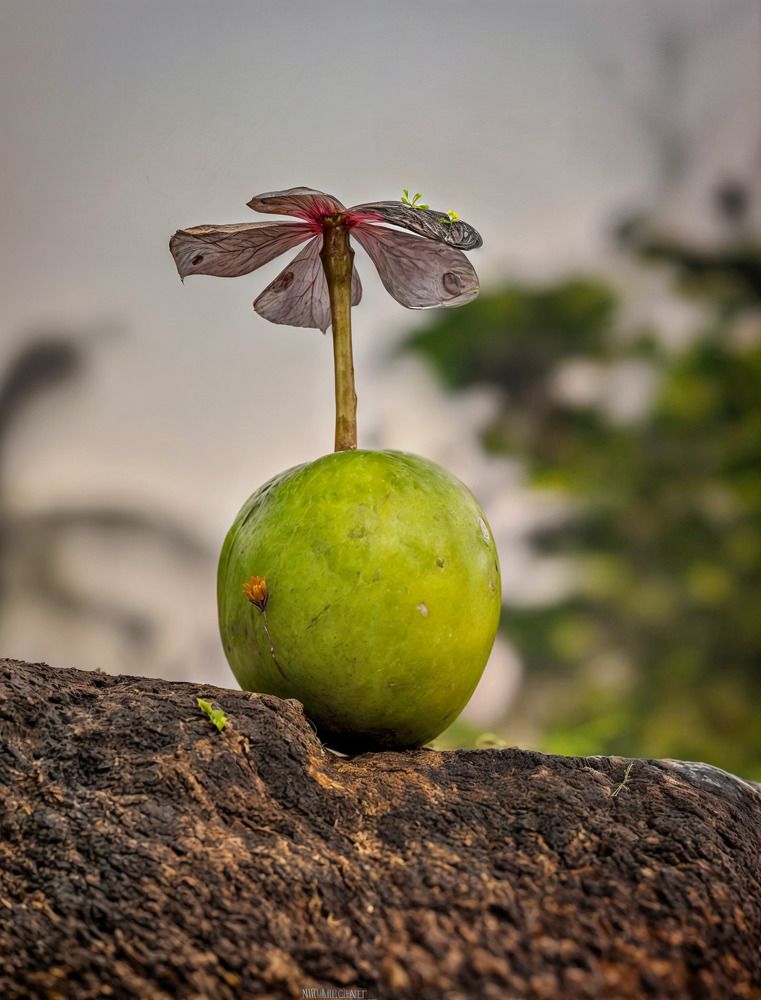 Photograph by Jaydeb mandi