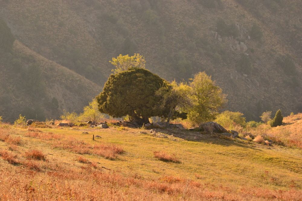Photograph by Зульфия Султанбекова
