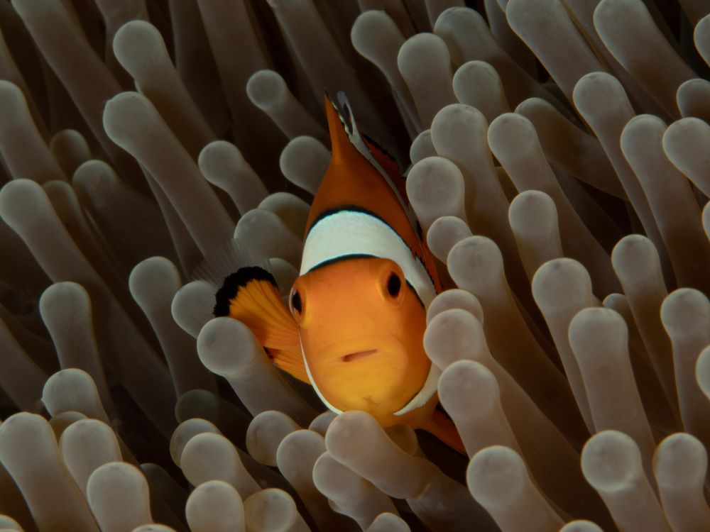 Photograph by Roberta Gossn Striuli