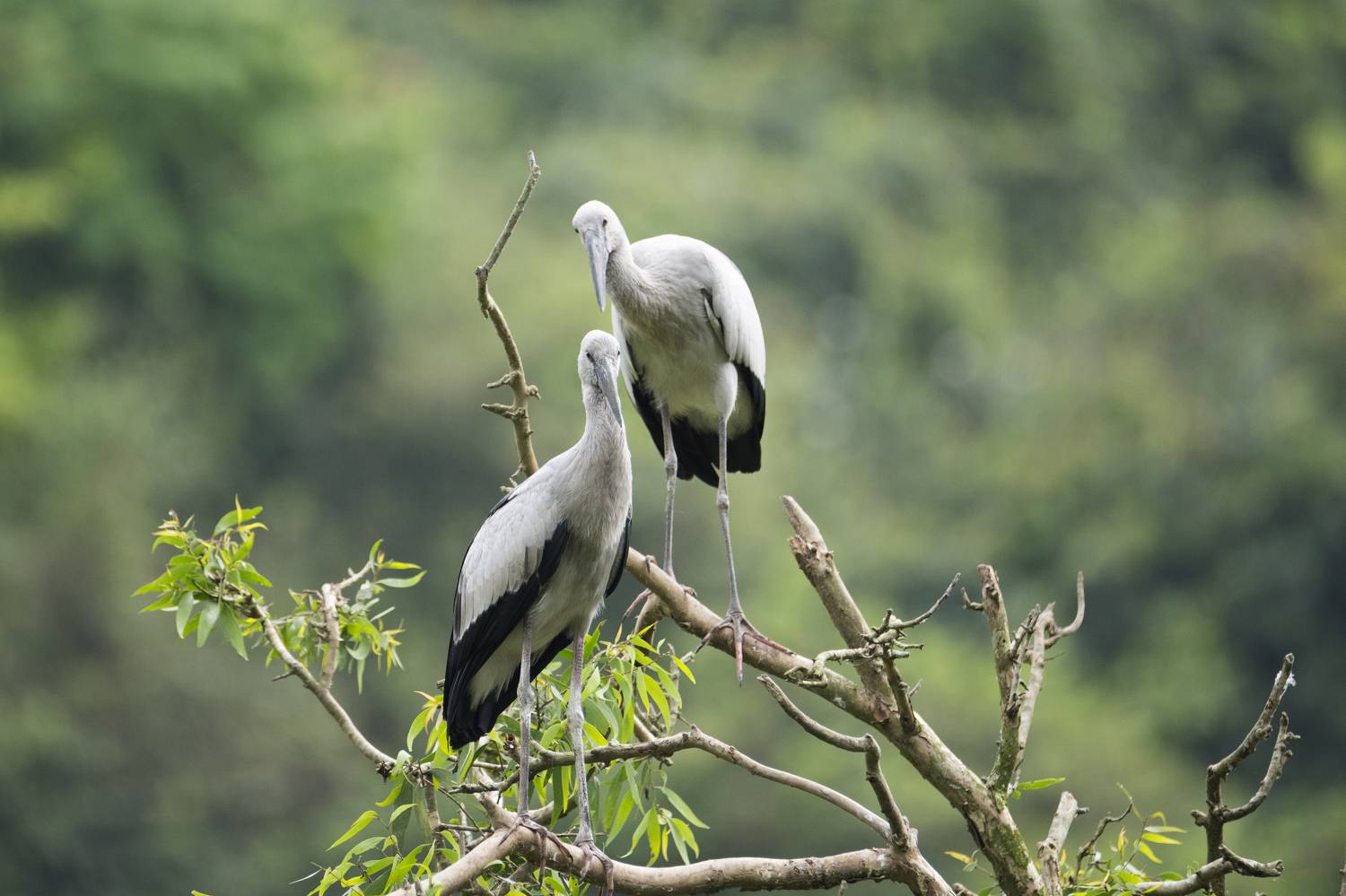 Фотография #10450437