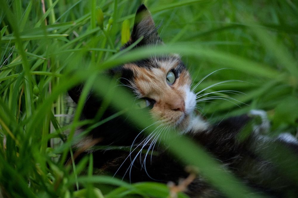 Фотография автора Екатерина Высоцкая