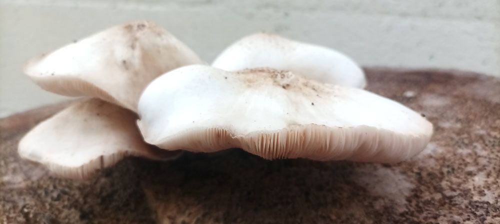 Photo #10450561