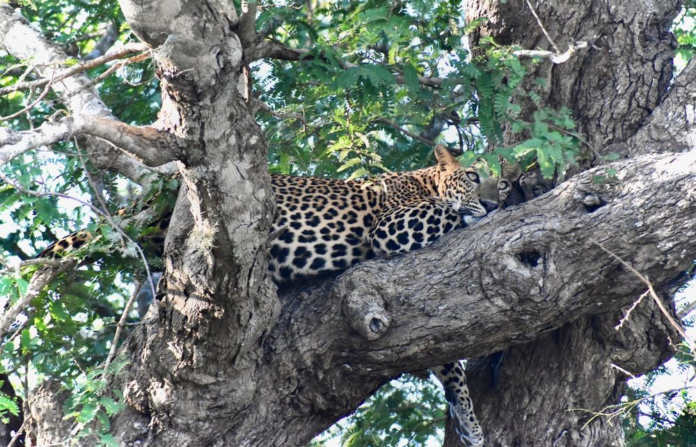 Photograph by Bimali Fernando