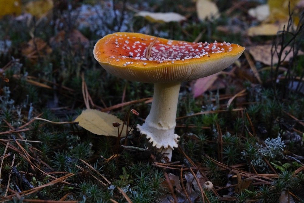 В осеннем лесу