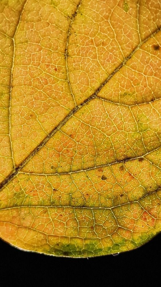 Фотография автора Георгий Черник