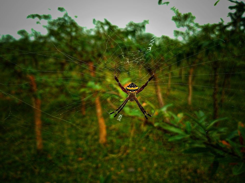 Photograph by KRISHNA CHANDRA DULE