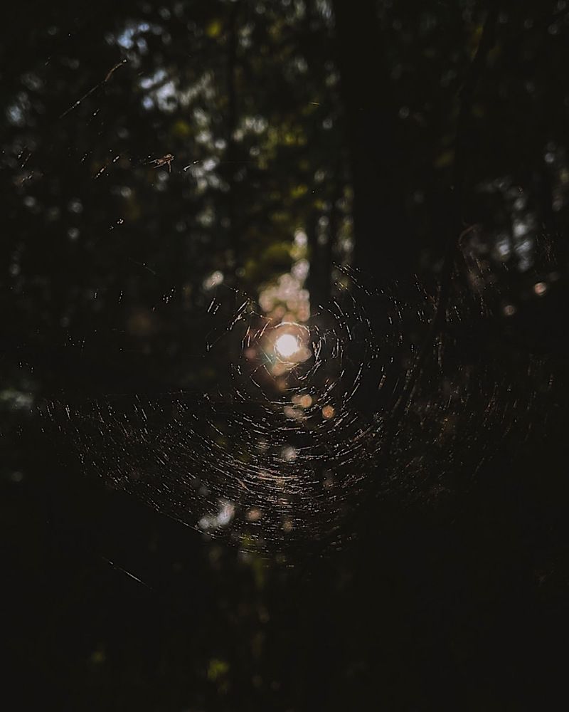 Фотография автора Олеся Шипихина