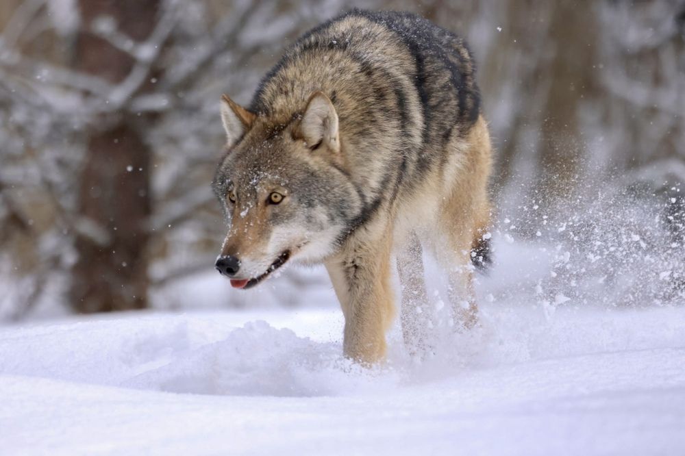 Photograph by Ольга Одаренко