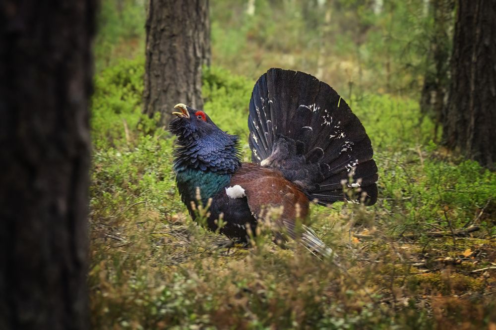 Photograph by Валерия Трейтяк
