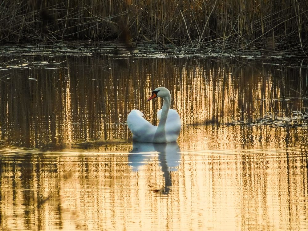 Photograph by Юлия Закопайло
