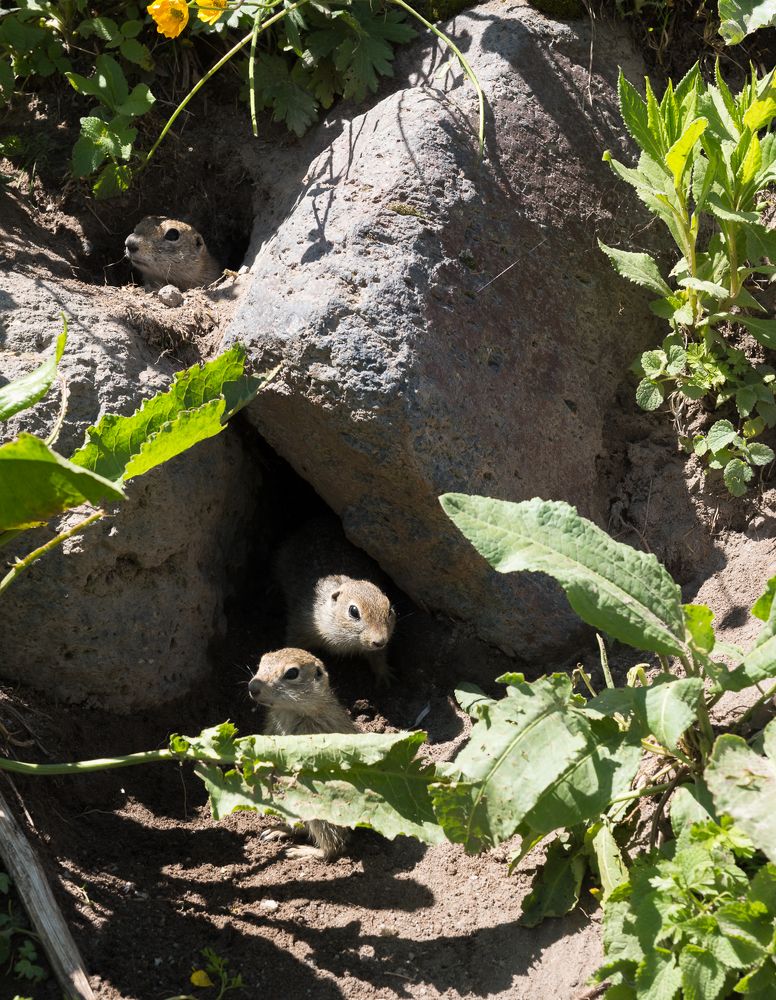 Семейство сусликов