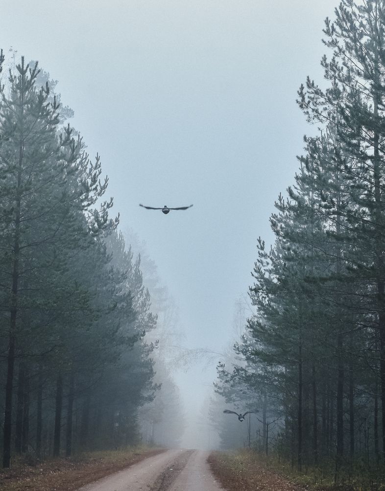 Photograph by Наталья Сергеева