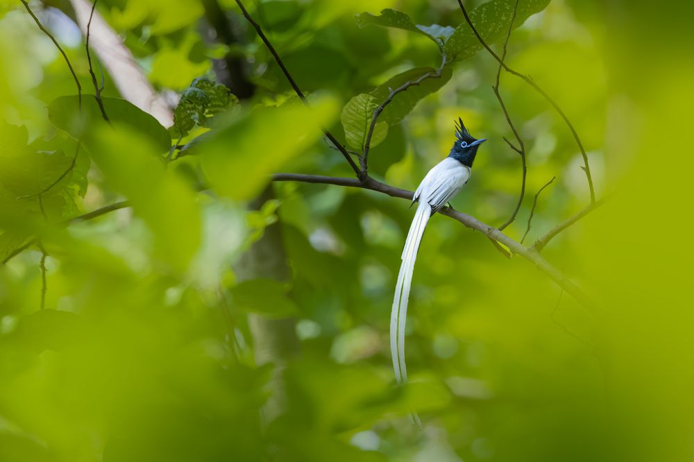 Photograph by Arindam Chowdhury