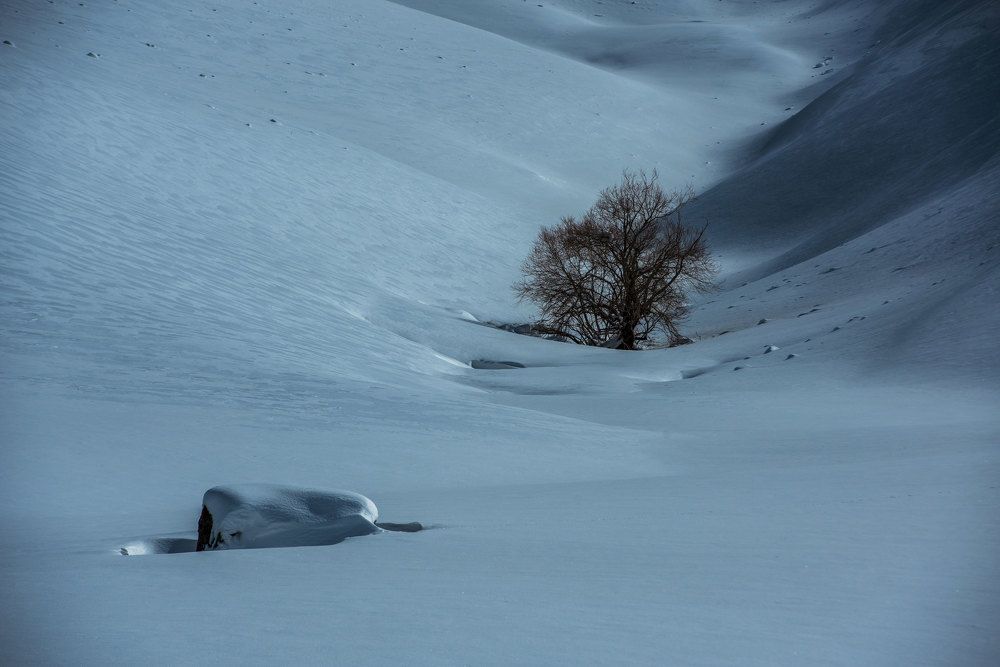 Photograph by saman kanzi