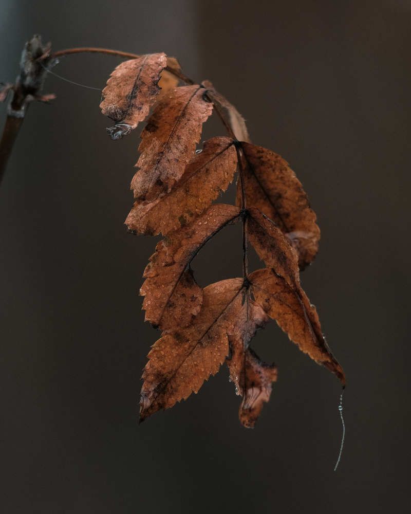 Осенний лист