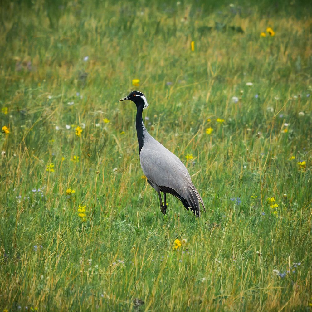 Журавль-красавка.