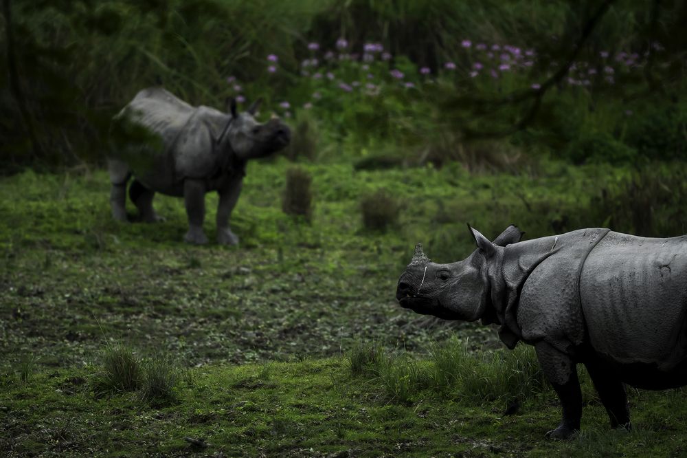 Rhino Haven