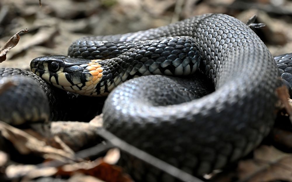 Змеиные думы.