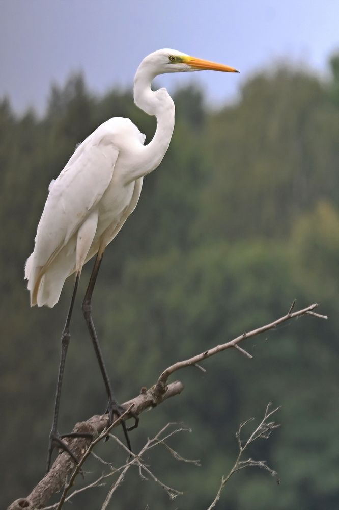 Photograph by Алексей Гордеев