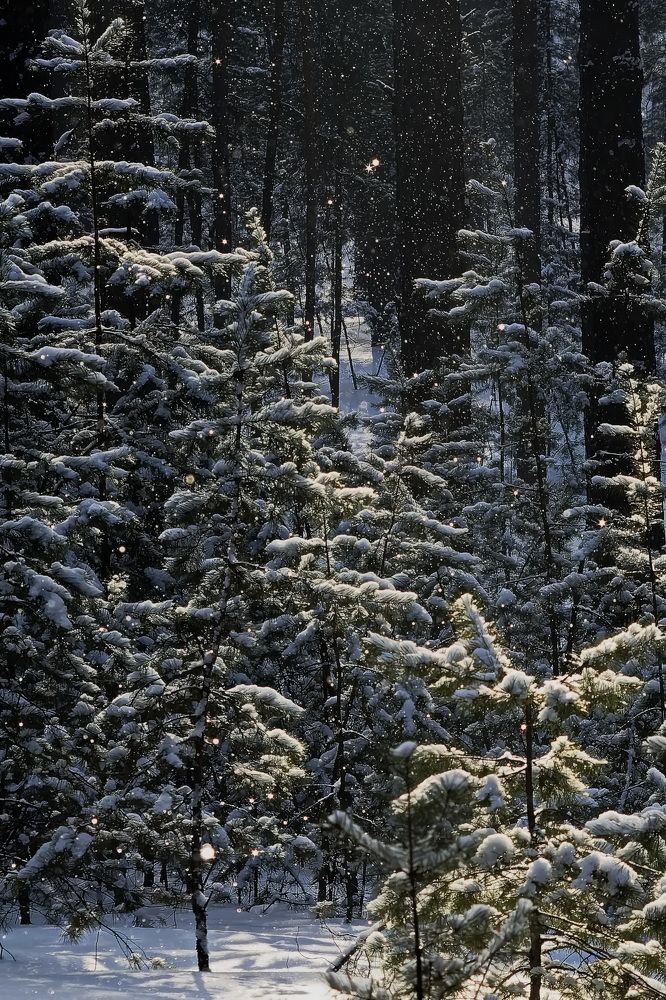 Волшебный лес эльфов и фей