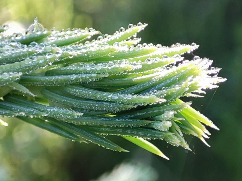 Фотография автора Irina Linina